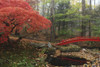 Japanese maple garden with red bridge.; New York. Poster Print by Darlyne Murawski (17 x 11)