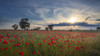 A poppy field at sunset. Poster Print by Loop Images Ltd. (19 x 10)