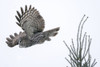 Great Gray Owl (Strix nebulosa) in flight; Minnesota, United States of America Poster Print by Michael Melford (17 x 11)