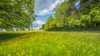 A field of buttercups. Poster Print by Loop Images Ltd. (20 x 11)