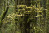 Yellow colors of autumn from the maples growing in the Hemlock forest on the Hall of Mosses trail in the Hoh rainforest, Olympic National Park, Washington, USA; Washington, United States of America Poster Print by Michael Melford (17 x 11)