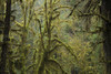 Moss-covered trees in the Hall of Mosses Trail in the Hoh Rainforest of Olympic National Park, Washington, USA; Washington, United States of America Poster Print by Michael Melford (17 x 11)