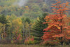 Colorful trees and a foggy hillside in Acadia National Park.; Acadia National Park, Mount Desert Island, Maine. Poster Print by Darlyne Murawski (20 x 13)