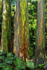 Rainbow Eucalyptus trees (Eucalyptus deglupta) in a Hawaiian rainforest; Maui, Hawaii, United States of America Poster Print by Living Moments Media (13 x 20)