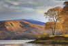 A tree captured at Taynuilt Pier on Loch Etive. Poster Print by Loop Images Ltd. (20 x 13)