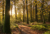 Autumnal trees in the lower Wye Valley in Wales. Poster Print by Loop Images Ltd. (20 x 13)