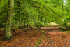 Woodland path through the Forest of Dean in Gloucestershire. Poster Print by Loop Images Ltd. (18 x 12)