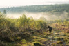 Semi-wild pony on managed heathland in near Trellech in Wales. Poster Print by Loop Images Ltd. (20 x 13)