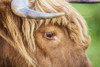 Close up of the head of a Highland cow. Poster Print by Loop Images Ltd. (18 x 12)
