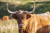 Portrait of a Highland cow along the Ridgeway in Wiltshire. Poster Print by Loop Images Ltd. (18 x 12)