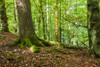 Dappled sunlight through early autumn trees in the Forest of Dean in Gloucestershire. Poster Print by Loop Images Ltd. (18 x 12)