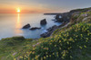 Spring flowers at the Bedruthan Steps Poster Print by Loop Images Ltd. (20 x 13)