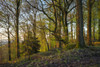 Early morning sunlight in the Forest of Dean. Poster Print by Loop Images Ltd. (20 x 13)