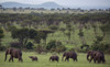 Elephants (Loxodonta africana) in a plain surrounded by mountains in Serengeti National Park; Tanzania Poster Print by Michael Melford (18 x 11)