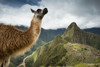 Llama (Lama glama) stands on a mountain overlooking Machu Picchu; Peru Poster Print by Michael Melford (17 x 11)