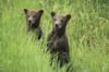 Alaskan brown bear cubs (Ursus arctos gyas) wait in tall grass for their mother; Alaska, United States of America Poster Print by Michael Melford (17 x 11)