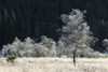 Frost covered trees in Glen Goil. Poster Print by Loop Images Ltd. (20 x 13)