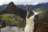 Llama (Lama glama) on the road above Machu Picchu; Peru Poster Print by Michael Melford (17 x 11)
