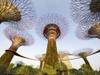 Supertrees in the Gardens by the Bay in Singapore seen at dawn. Poster Print by Loop Images Ltd. (17 x 12)