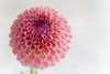 Close up of Dahlia Jowey Winnie. Poster Print by Loop Images Ltd. (19 x 12)