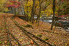 Autumn leaves cover railroad tracks at the DuPont Powder Mill in Delaware, USA; Wilmington, Delaware, United States of America Poster Print by Michael Melford (17 x 11)