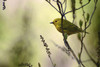 An American yellow warbler, Setophaga petechia, sitting on a tree branch.; Parker River National Wildlife Refuge, Plum Island, Massachusetts. Poster Print by Darlyne Murawski (18 x 12) An American yellow warbler, Setophaga petechia, sitting on a tree branch.; Parker River National Wildlife Refuge, Plum Island, Massachusetts. Poster Print by Darlyne Murawski (18 x 12)