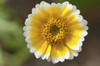 Close up of a tiny desert wildflower.; Wellesley, Massachusetts. Poster Print by Darlyne Murawski (17 x 11)