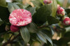 Close up of a flowering Durant camellia, Camellia species.; Wellesley, Massachusetts. Poster Print by Darlyne Murawski (17 x 11)