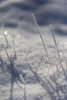 Close-up detail of frosted grasses in snow; Surrey, British Columbia, Canada Poster Print by Lorna Rande (9 x 14)