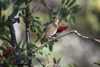 Swainson's Thrush (Catharus ustualtus) perched in a Mountain Ash tree; Fairbanks, Alaska, United States of America Poster Print by Kenneth Whitten (19 x 12)