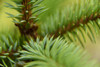 Close-up detail of a young sitka spruce tree (Picea sitchensis), the needles and branches; Inside Passage, Alaska, United States of America Poster Print by Michael Melford (17 x 11)