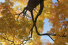 Canopy view of a large sugar maple in fall.; Cambridge , Mt. Auburn , Massachusetts Poster Print by Darlyne Murawski (17 x 11)