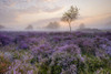 Misty Autumn morning on Westleton Heath. Poster Print by Loop Images Ltd. (17 x 11)