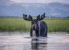 Water pours from the antlers of a bull moose (Alces alces) lifting his head from Beaverdam Creek in Yellowstone National Park; Wyoming, United States of America Poster Print by Tom Murphy (18 x 13)