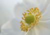 Close up of a white anemone or windflower. Poster Print by Loop Images Ltd. (19 x 13)