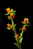 Flower spike of an Echeveria. Poster Print by Loop Images Ltd. (13 x 20)