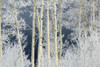 Frost coated branches on aspen trees; United States of America Poster Print by Tom Murphy (17 x 11)