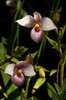 Close up of the pink flowers of a Phragmipedium schlimii orchid.; Atlanta Botanical Garden, Atlanta, Georgia. Poster Print by Darlyne Murawski (11 x 17)