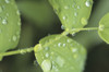 Close view of foliage and twisted stem with glistening drops of dew; Aleutian Islands, Alaska, United States of America Poster Print by Tom Murphy (17 x 11)