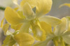 Close up of dendrobium orchid flowers.; Wellesley, Massachusetts. Poster Print by Darlyne Murawski (17 x 11)