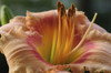 Close up of a large day lily flower, Hemerocallis species.; Lexington, Massachusetts. Poster Print by Darlyne Murawski (17 x 11)