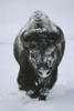 A frost-covered American bison bull (Bison bison) walks through the snow in Yellowstone National Park; United States of America Poster Print by Tom Murphy (11 x 17)