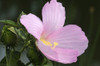 Close up of a pink hibiscus flower, Hibiscus species.; Jamaica Plain, Massachusetts. Poster Print by Darlyne Murawski (17 x 11)