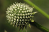 Close up of a flowering rattlesnake master, Eryngium yuccifolium.; Framingham, Massachusetts. Poster Print by Darlyne Murawski (17 x 11)