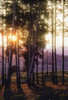 Sunlight filters through a forest of aspen trees in autumn in Yellowstone National Park at sunset; Wyoming, United States of America Poster Print by Tom Murphy (12 x 18)