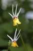 Close up of two shooting stars flowers, Nemesia cheiranthus.; Wellesley, Massachusetts. Poster Print by Darlyne Murawski (11 x 17)
