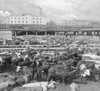 Historic image in black and white of cattle in Union Stock Yards in Chicago, circa 1900; Chicago, Illinois, United States of America Poster Print by John Short (17 x 15)