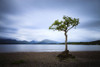 Lone tree at Milarrochy Bay on Loch Lomond. Poster Print by Loop Images Ltd. (18 x 12)