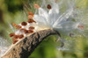 Milkweed seeds dispersing from their capsule in fall.; Arlington, Massachusetts. Poster Print by Darlyne Murawski (17 x 11)