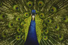 Close-up portrait of a male peacock displaying beautiful plumage; Lincoln, Nebraska, United States of America Poster Print by Joel Sartore Photography (17 x 11)